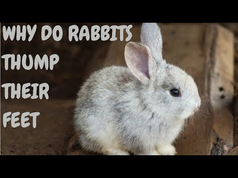 Why Do Rabbits Thump Their Feet