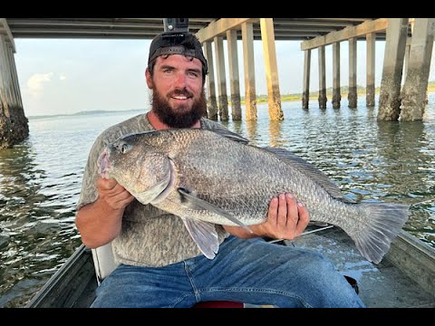 Fishing Hilton Head Island Big Black Drum Caught