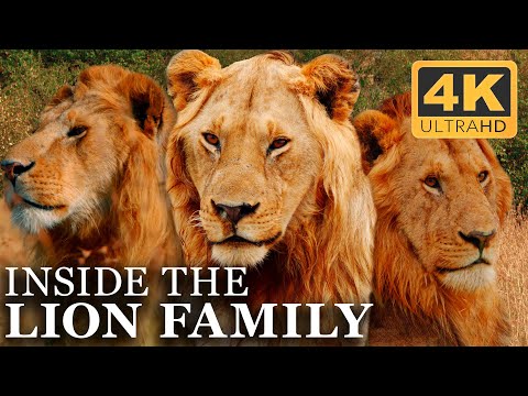 The Entire Life of the Lion Brothers | Full Docuseries | 4K UHD