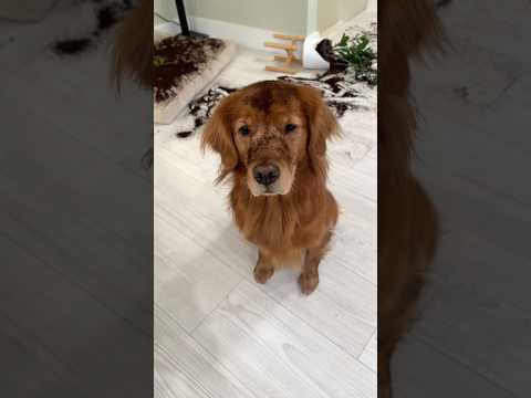 My dog broke my plant and acts innocent.. #goldenretriever #baddog #funnydog