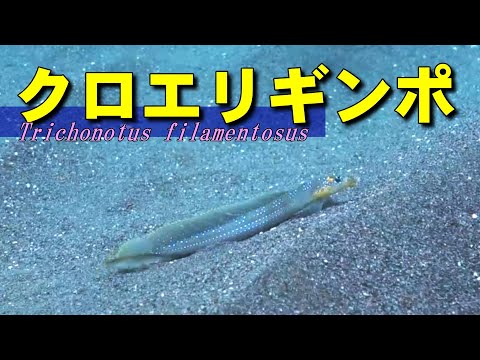 Fish that live with the sand / Trichonotus filamentosus