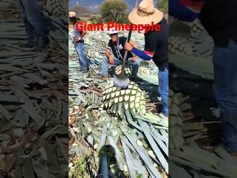 Giant 🍍 pineapple Remove leaves in farm