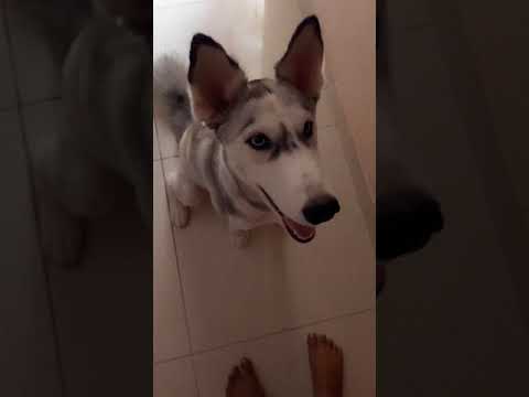 #viral #trending #funny #puppies #husky #comedy #huskylovers