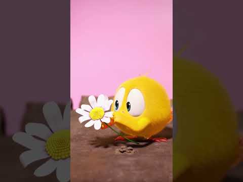 Sad flower #chicky | Chicky Cartoon in English for Kids