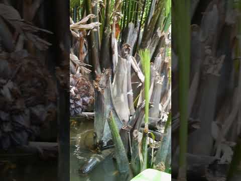 A Coconut Forest in a River - Hoi An