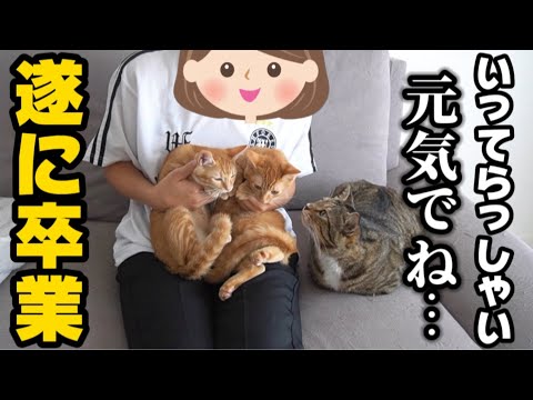 【ご報告】ほたてエキスで成長した子猫達と遂にお別れの日が来ました。