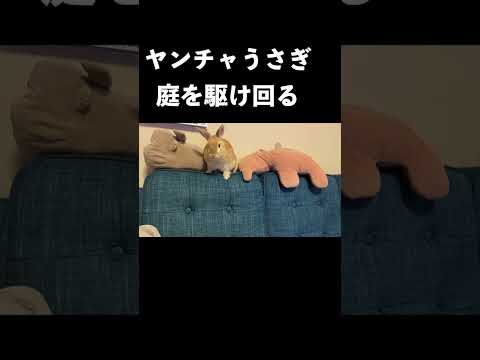 庭を駆け回るウッディ　【庭を駆け回るうさぎ】【ヤンチャうさぎ】#Shorts