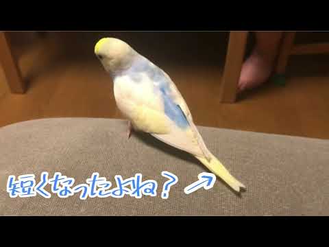 換羽(とや)の時期でしっぽが短くなったインコ