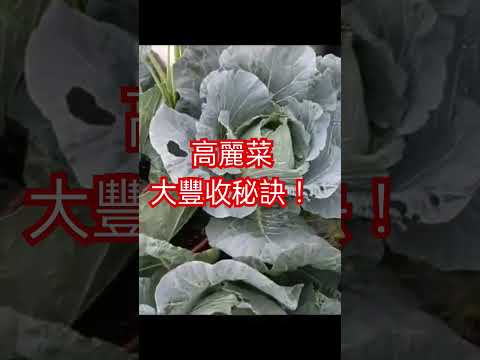 高麗菜達人教學：3分鐘學會種出完美大顆菜！」