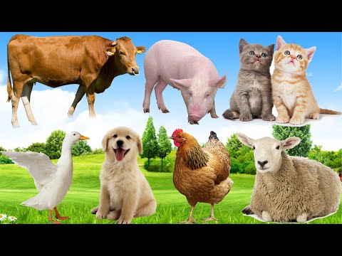 Cute little animals: Rabbit, Chicken, Cat, Cow, Pig... Animal sounds