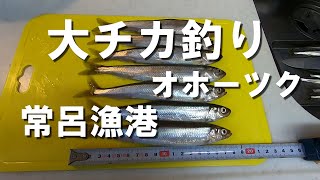 【チカ釣り】オホーツク常呂漁港で大チカが釣れました　2024/ 11/ 29