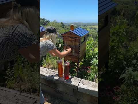 Black Friday Flow Hive honey harvest 🍯🐝☀️