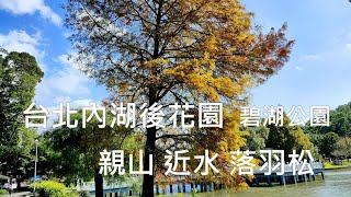 台北內湖後花園 親山近水落羽松景點 碧湖公園 環湖步道 登山步道 台北落羽松景點 親子公園景點