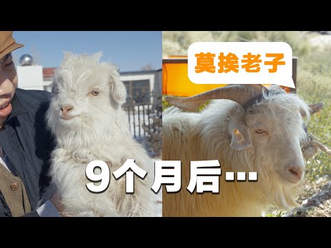 [ENG SUB] Look at This Sheep, It Has Grown so Big in just 9 Months! | Return to Maowusu!