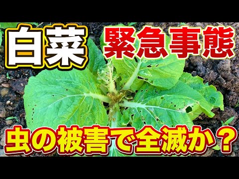 【白菜】この症状があったら要注意！白菜を食べているのは○○虫です！まだ間に合う害虫対策！