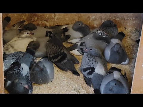 Kinderstube und Freiflug mit Falken Angriff