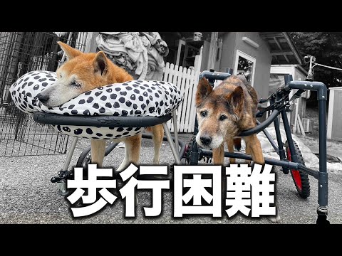 【寝たきり】心臓病で歩けなかった保護犬を２ヶ月介護したら...