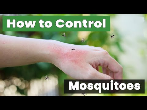 How to Control Mosquitoes: The Ultimate Guide to a Mosquito-Free Home!