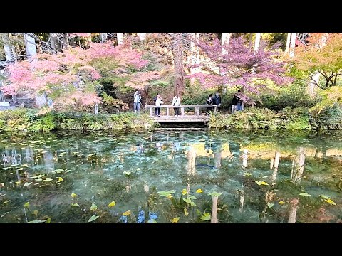 【Monet's Pond - Japan　モネの池】　南側通路・バリアフリー工事完了　岐阜県関市　2024年11月12日（火）Gifu-Japan