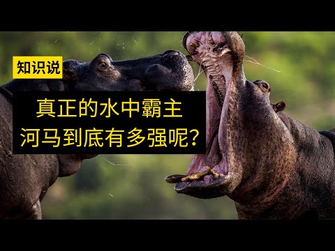 真正的水中霸主河马到底有多强呢？- 知识说