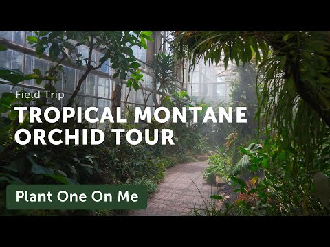 TROPICAL MONTANE ORCHID Tour — Ep. 322