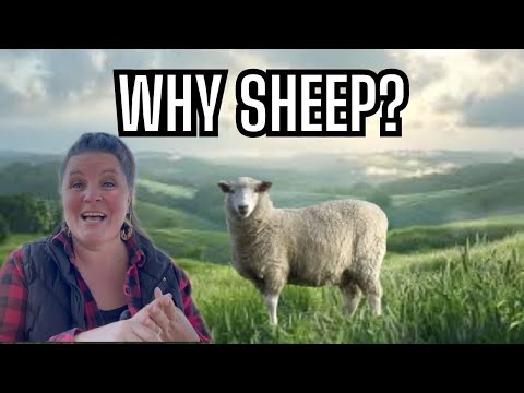 3 Reasons I Have Sheep | I Will NEVER Own Goats Again!!