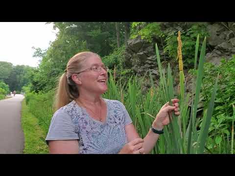 Foraging Cattail Pollen