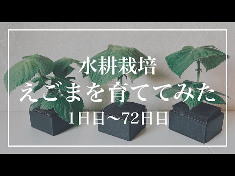 【水耕栽培】えごまを育ててみた　種まき〜収穫