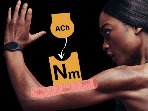 Nicotinic cholinergic receptors