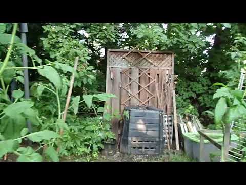 The Good, Bad, and The Ugly - Funky garden tours 07-14-24 - Post Storm Sunset Outdoor Edition 🥒🍅🌿🌼🔥🌓