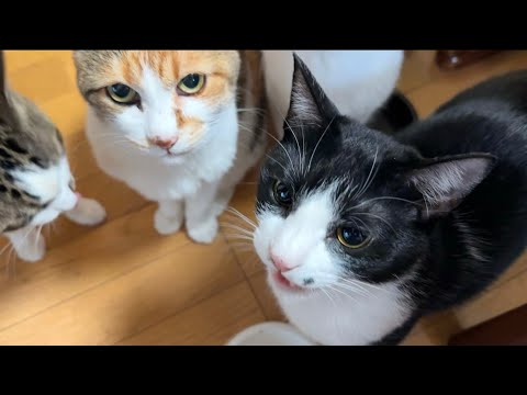 のんびり猫と頂いたお土産を食べながらワチャワチャ喋る動画です