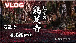 【4K VLOG】紅葉の鶏足寺(旧飯福寺)／石道寺／与志漏神社／滋賀県長浜市／