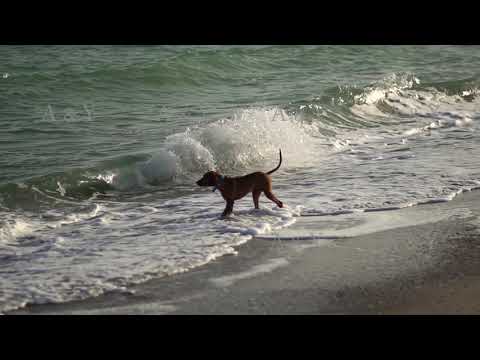 Hungarian dog Vizsla on the coast.