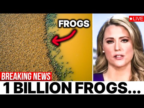 Largest Group of Frogs Cover Everything – Is It a Natural Phenomenon?