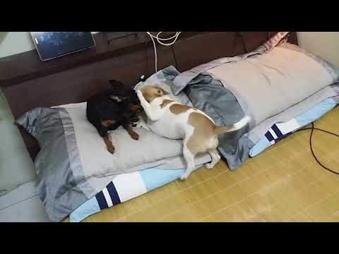 相親相愛的小狗Puppies loving each other