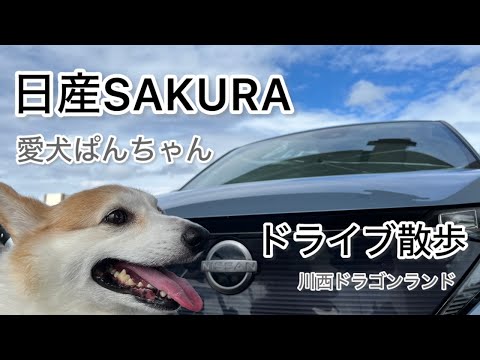 【ドライブ散歩】日産SAKURA　愛犬ぱんちゃん　ドライブ散歩　川西　ドラゴンランド