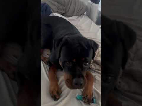 oh Penny #rottweiler #dog #reels #puppy #pets #dogmom #fyp