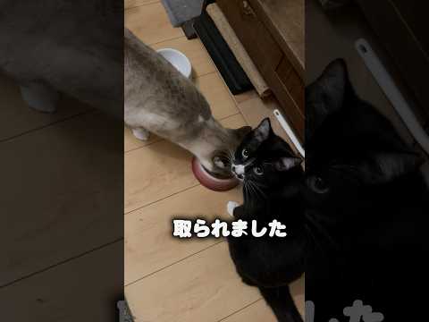 餌を取られると飼い主の顔を見るピー子 #shorts #保護猫