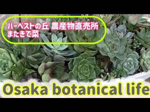 🍃Osaka botanical life🍃ハーベストの丘 農産物直売所 またきて菜に行ってきました💙