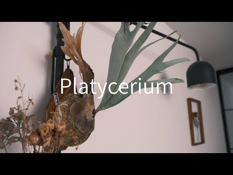 我が家のビカクシダ紹介 | Platycerium