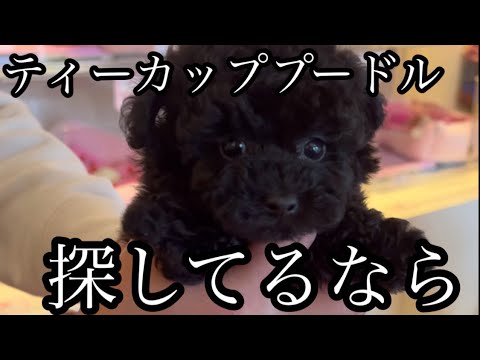 どの子も可愛い🩷おすすめペットショップ🐶