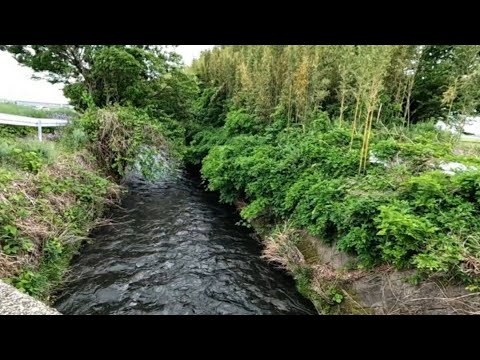 【5m】Relaxing River Sounds in a Lush Countryside | Peaceful Nature Ambience for Relaxation