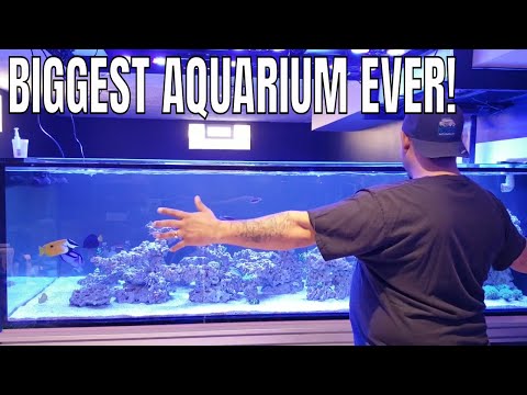 MY BIGGEST MARINE AQUARIUM EVER