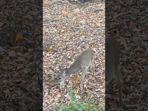 A cute little deer | Horizons_視野 | fawn | white-tailed deer | wildlife | little deer foraging alone