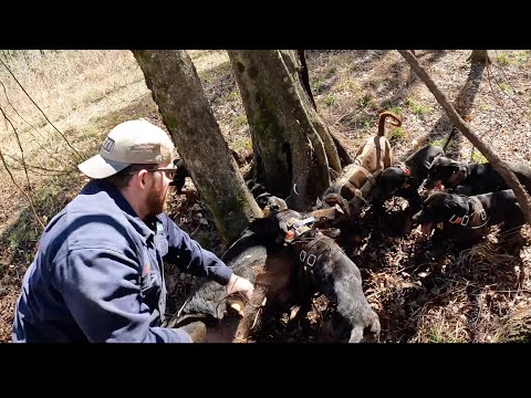 HOG HUNTIN In The Swamp!! (300LB Boar Hog)