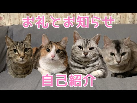 しゃべる猫の自己紹介とお礼とお知らせ　おしゃべりペット