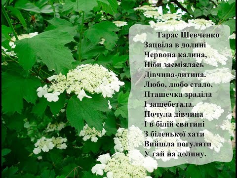 Тарас Шевченко Зацвіла в долині червона калина. Вчимо вірш он-лайн з дітьми 5-6-ти років