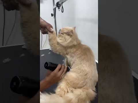 Cat Grooming with cat dedication 😂😺#cat #catlover #catshorts #cats #persian #funnycats #grooming 😻