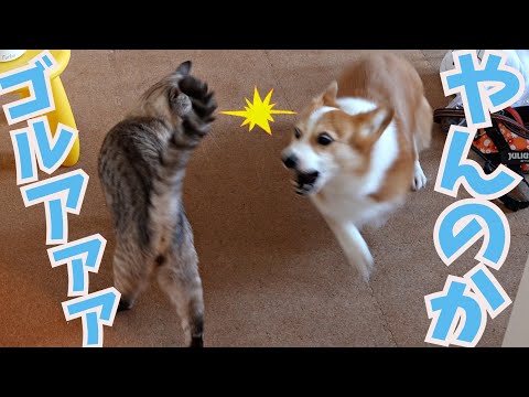 ケンカになるかと思いきや最終的に気まずい感じになる犬と猫はこちらです