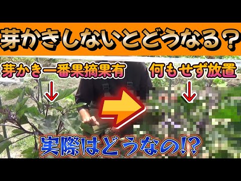 【家庭菜園】実録!!ナスを芽かきも何もしないで育てたらこうなった!!【農業初心者】【園芸】【農業】